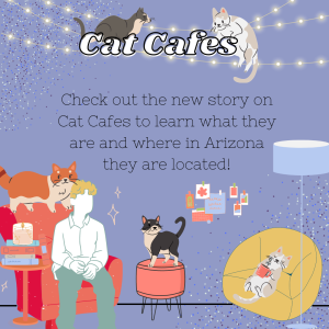 Cat Cafes