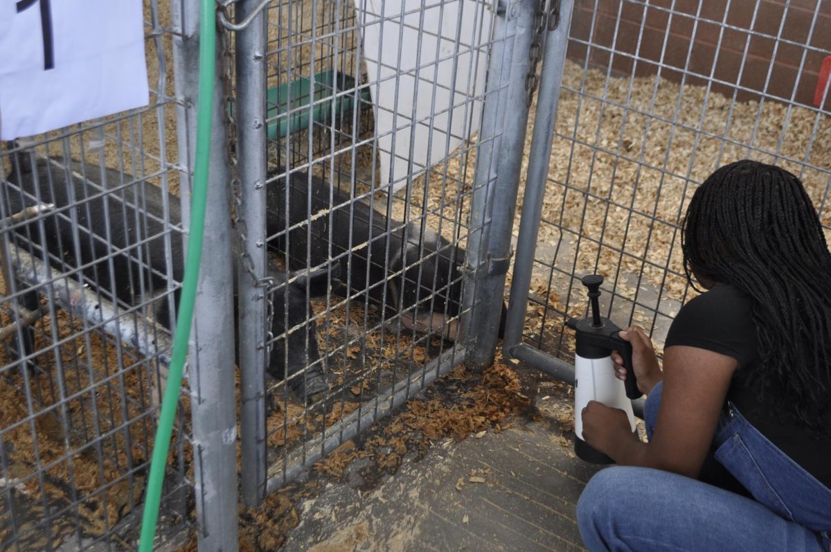 Tamaiah Briggs waking up the pig with a sprayer.